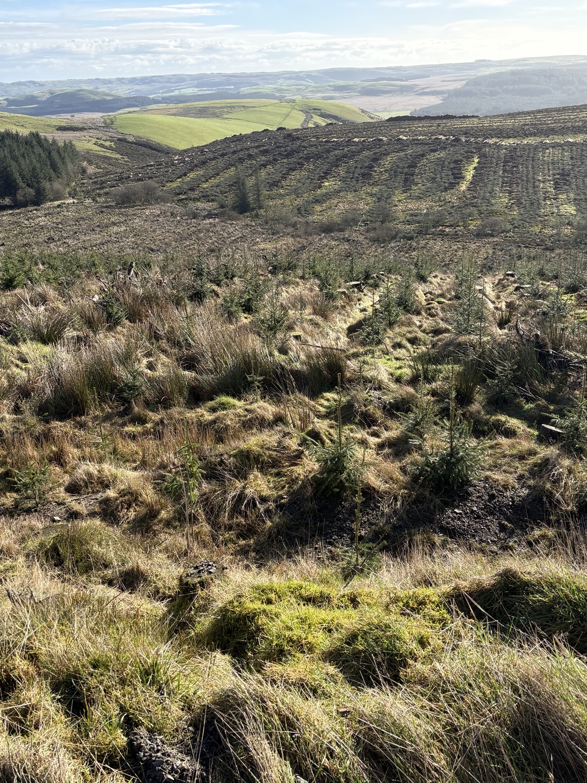 Young trees establishing across a Welsh forestry site